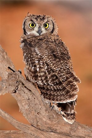 Spotted eagle-owl (Bubo africanus), Kalahari, South Africa Stock Photo - Budget Royalty-Free & Subscription, Code: 400-06107788