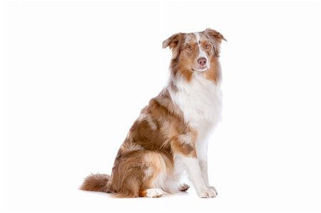 simsearch:400-05713947,k - Australian shepherd in front of a white background Stock Photo - Budget Royalty-Free & Subscription, Code: 400-06107804