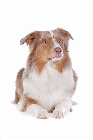 simsearch:400-05713947,k - Australian shepherd in front of a white background Stock Photo - Budget Royalty-Free & Subscription, Code: 400-06107805