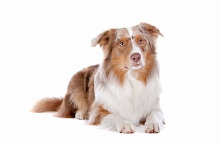 simsearch:400-05713947,k - Australian shepherd in front of a white background Stock Photo - Budget Royalty-Free & Subscription, Code: 400-06107806