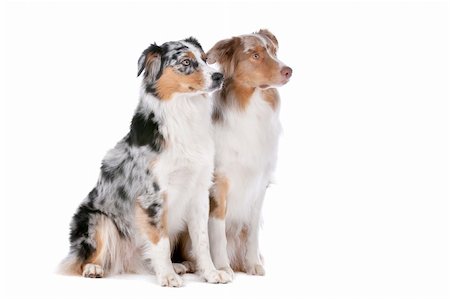 simsearch:400-05713947,k - Two Australian Shepherd dogs in front of a white background Stock Photo - Budget Royalty-Free & Subscription, Code: 400-06107808