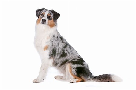 simsearch:400-05713947,k - Australian shepherd in front of a white background Stock Photo - Budget Royalty-Free & Subscription, Code: 400-06107814