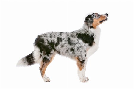 simsearch:400-05713947,k - Australian shepherd in front of a white background Stock Photo - Budget Royalty-Free & Subscription, Code: 400-06107816