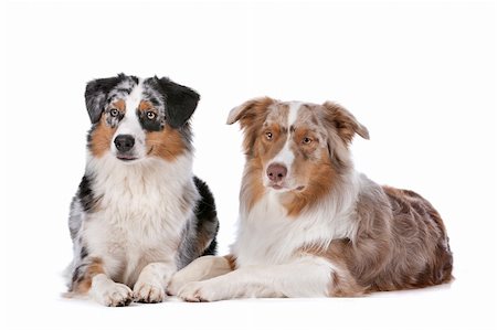 simsearch:400-05713947,k - Two Australian Shepherd dogs in front of a white background Stock Photo - Budget Royalty-Free & Subscription, Code: 400-06107812