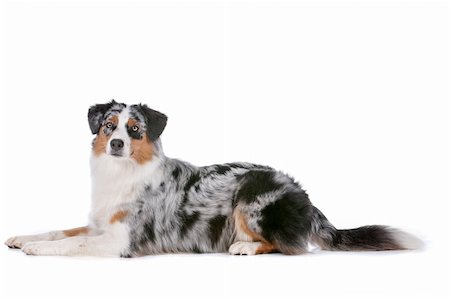 simsearch:400-05713947,k - Australian shepherd in front of a white background Stock Photo - Budget Royalty-Free & Subscription, Code: 400-06107813