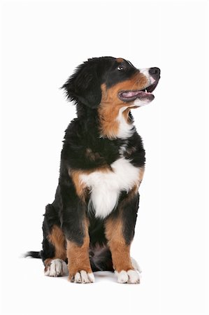 simsearch:400-05739781,k - Bernese Mountain Dog puppy in front of a white background Stockbilder - Microstock & Abonnement, Bildnummer: 400-06107824