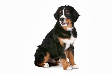 simsearch:400-05739781,k - Bernese Mountain Dog puppy in front of a white background Stockbilder - Microstock & Abonnement, Bildnummer: 400-06107826