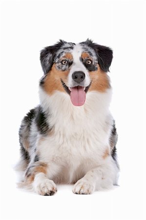 simsearch:400-05713947,k - Australian shepherd in front of a white background Stock Photo - Budget Royalty-Free & Subscription, Code: 400-06107820