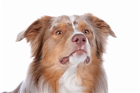 simsearch:400-05713947,k - Australian shepherd in front of a white background Stock Photo - Budget Royalty-Free & Subscription, Code: 400-06107821