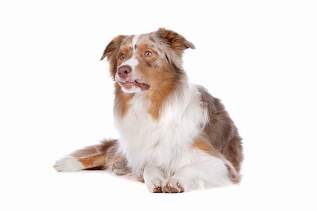 simsearch:400-05713947,k - Australian shepherd in front of a white background Stock Photo - Budget Royalty-Free & Subscription, Code: 400-06107822