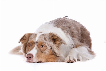simsearch:400-05713947,k - Australian shepherd in front of a white background Stock Photo - Budget Royalty-Free & Subscription, Code: 400-06107823