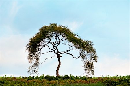 solitaire - Silhouette of small tree on blue sky Stock Photo - Budget Royalty-Free & Subscription, Code: 400-06107860