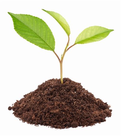 simsearch:400-08334430,k - Young green plant in soil isolated on white background Fotografie stock - Microstock e Abbonamento, Codice: 400-06107873