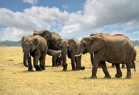 simsearch:846-03166327,k - Elephants on the savannah in Kenya Foto de stock - Super Valor sin royalties y Suscripción, Código: 400-06107967