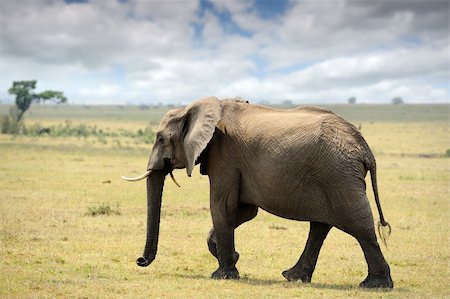 simsearch:846-03166327,k - Elephants on the savannah in Kenya Foto de stock - Super Valor sin royalties y Suscripción, Código: 400-06107969