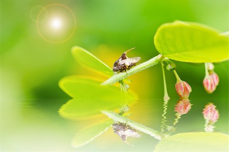 simsearch:400-06138663,k - Aphid insect in green nature or in the garden Stock Photo - Budget Royalty-Free & Subscription, Code: 400-06108043