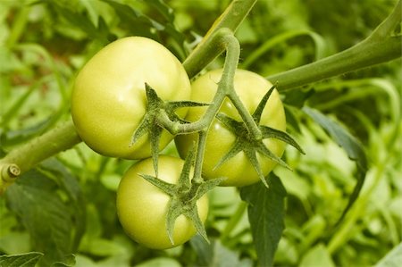 simsearch:400-08334430,k - Cluster of three large green tomatoes hanging on a branch in greenhouse Fotografie stock - Microstock e Abbonamento, Codice: 400-06108160