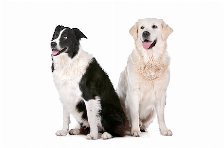 Golden Retriever and a border collie in front of a white background Stock Photo - Budget Royalty-Free & Subscription, Code: 400-06108584