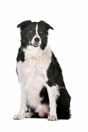 simsearch:400-04371584,k - Border Collie sheepdog in front of a white background Foto de stock - Super Valor sin royalties y Suscripción, Código: 400-06108586