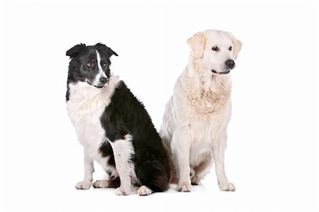 Golden Retriever and a border collie in front of a white background Stock Photo - Budget Royalty-Free & Subscription, Code: 400-06108583
