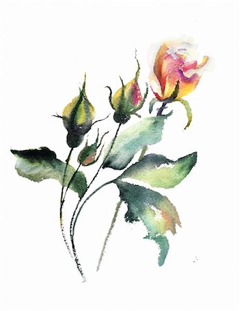 drawing of roses - Watercolor illustration of Stylized rose flower Stock Photo - Budget Royalty-Free & Subscription, Code: 400-06108621