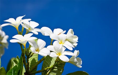 simsearch:400-05282502,k - A branch with beautiful white Frangipani flowers in front of a blue sky. Photographie de stock - Aubaine LD & Abonnement, Code: 400-06108657