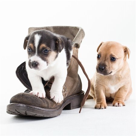 simsearch:400-09158556,k - Two Jack Russel puppies in shoe on isolated background Foto de stock - Royalty-Free Super Valor e Assinatura, Número: 400-06108834