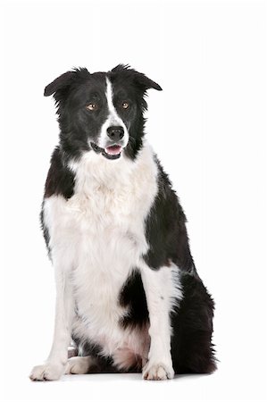 simsearch:400-04371584,k - Border Collie sheepdog in front of a white background Foto de stock - Super Valor sin royalties y Suscripción, Código: 400-06109139