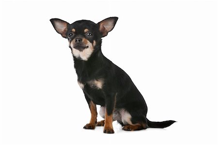 simsearch:400-06364127,k - Chihuahua dog in front of a white background Fotografie stock - Microstock e Abbonamento, Codice: 400-06109149