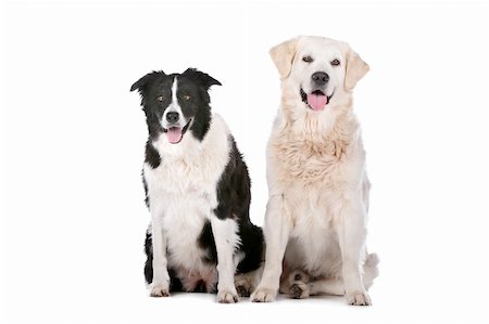 Golden Retriever and a border collie in front of a white background Stock Photo - Budget Royalty-Free & Subscription, Code: 400-06109140