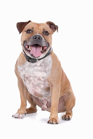 staffordshire - staffordshire bull terrier in front of a white background Photographie de stock - Aubaine LD & Abonnement, Code: 400-06109154
