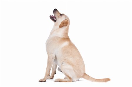 simsearch:400-08314976,k - Labrador Retriever in front of a white background Stockbilder - Microstock & Abonnement, Bildnummer: 400-06109159
