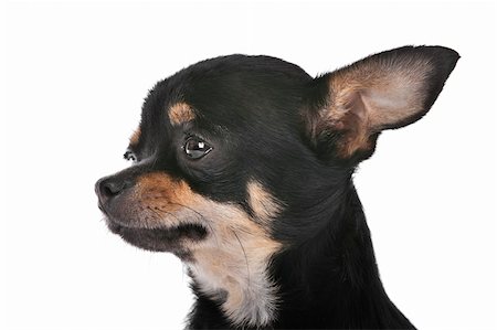 simsearch:400-06364127,k - Chihuahua dog in front of a white background Fotografie stock - Microstock e Abbonamento, Codice: 400-06109150