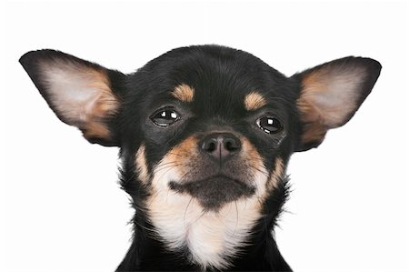 simsearch:400-06364127,k - Chihuahua dog in front of a white background Fotografie stock - Microstock e Abbonamento, Codice: 400-06109151