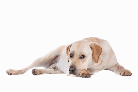 simsearch:400-08314976,k - Labrador Retriever in front of a white background Stock Photo - Budget Royalty-Free & Subscription, Code: 400-06109164