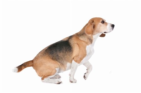 simsearch:400-05739783,k - Beagle hound in front of a white background Photographie de stock - Aubaine LD & Abonnement, Code: 400-06109167