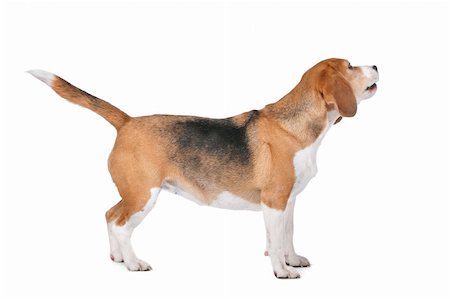 simsearch:400-05739781,k - Beagle hound in front of a white background Stockbilder - Microstock & Abonnement, Bildnummer: 400-06109169