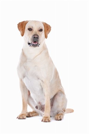 simsearch:400-08314976,k - Labrador Retriever in front of a white background Stockbilder - Microstock & Abonnement, Bildnummer: 400-06109160