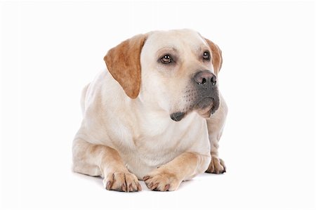 simsearch:400-08314976,k - Labrador Retriever in front of a white background Stock Photo - Budget Royalty-Free & Subscription, Code: 400-06109161