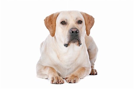 simsearch:400-08314976,k - Labrador Retriever in front of a white background Stock Photo - Budget Royalty-Free & Subscription, Code: 400-06109162