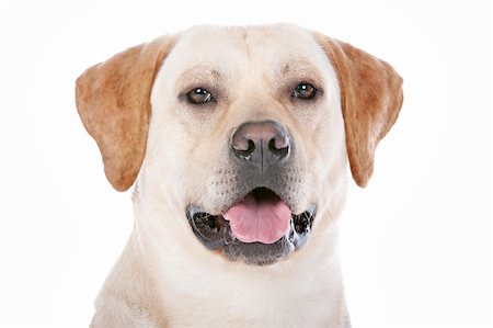 simsearch:400-08314976,k - Labrador Retriever in front of a white background Stock Photo - Budget Royalty-Free & Subscription, Code: 400-06109163