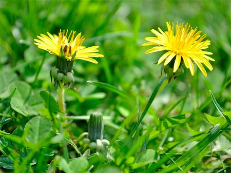 simsearch:400-08400581,k - sunny yellow dandelions, close up Photographie de stock - Aubaine LD & Abonnement, Code: 400-06100080
