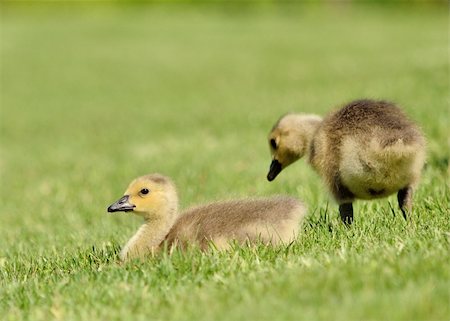 Canada Goose goslings sitting in the grass next to a pond. Foto de stock - Super Valor sin royalties y Suscripción, Código: 400-06100353