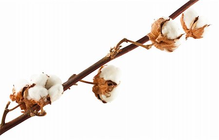 simsearch:400-04495929,k - Cotton branch isolated on white background Photographie de stock - Aubaine LD & Abonnement, Code: 400-06100606