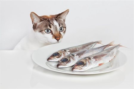 sergioua (artist) - A hungry cat looking at fish in the kitchen. Photographie de stock - Aubaine LD & Abonnement, Code: 400-06100713
