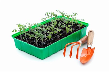 soil and seed - Tomato seedlings in tray and gardening utensils - growing food Stock Photo - Budget Royalty-Free & Subscription, Code: 400-06100777