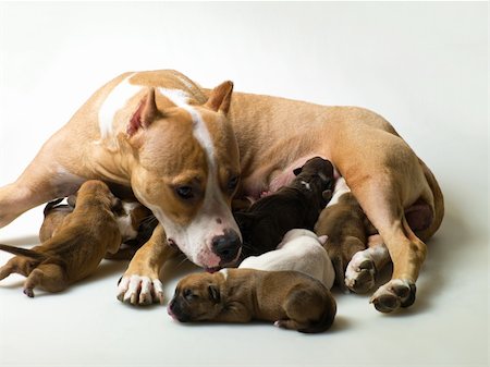 small white dog with fur - female dog and a few little puppies on a gray background Stock Photo - Budget Royalty-Free & Subscription, Code: 400-06100770