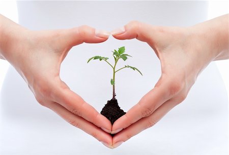 earth ecology concept - Environmental awareness and protection concept - woman holding young seedling Stock Photo - Budget Royalty-Free & Subscription, Code: 400-06100782