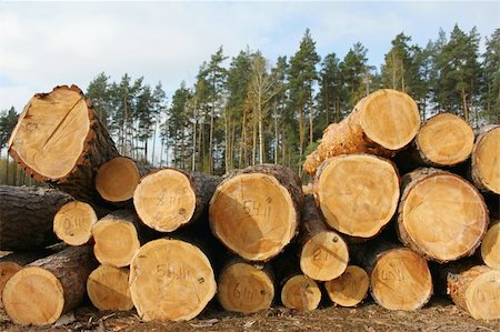 Pine logs in a forest Foto de stock - Royalty-Free Super Valor e Assinatura, Número: 400-06100832