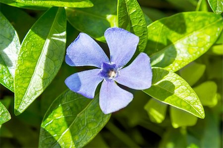 blue periwinkle growing in the green meadow Stock Photo - Budget Royalty-Free & Subscription, Code: 400-06100892